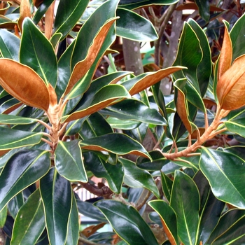 Magnolia grandiflora 'Little Gem' (004044)