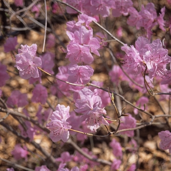 Rhododendron mucronulatum '' (004047)