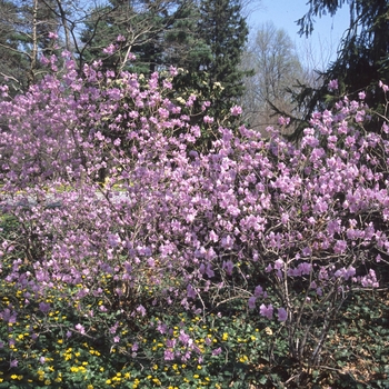 Rhododendron mucronulatum '' (004048)