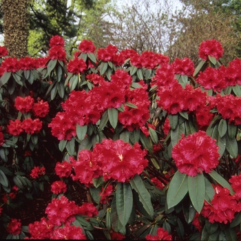 Rhododendron 'Taurus' (004049)
