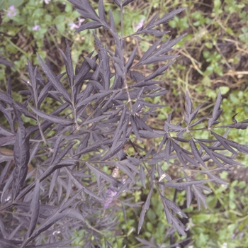 Sambucus nigra 'Black Lace®' (004177)