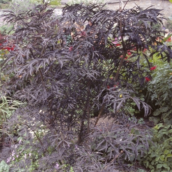 Sambucus nigra 'Black Lace®' (004178)