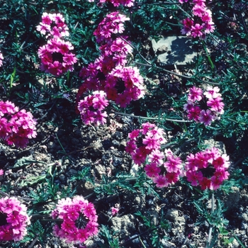 Verbena tenera 'Sissinghurst' (004216)