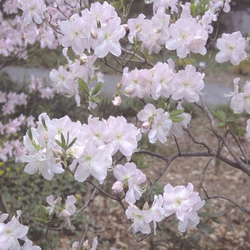 Rhododendron schlippenbachii '' (004304)