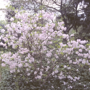 Rhododendron schlippenbachii '' (004305)