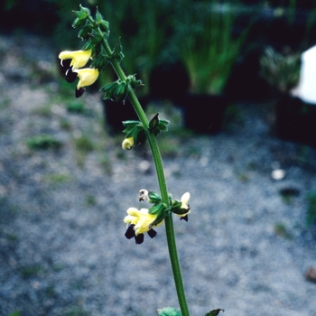 Salvia bulleyana '' (004414)