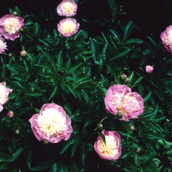 Paeonia lactiflora 'Bowl of Beauty' (004450)