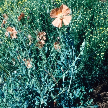 Papaver triniifolium '' (004544)