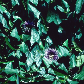 Passiflora serratifolia '' (004558)