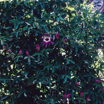 Passiflora violacea '' (004559)