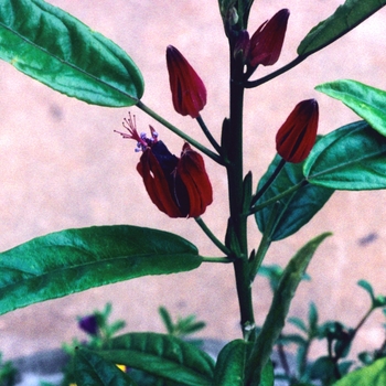 Pavonia multiflora '' (004565)