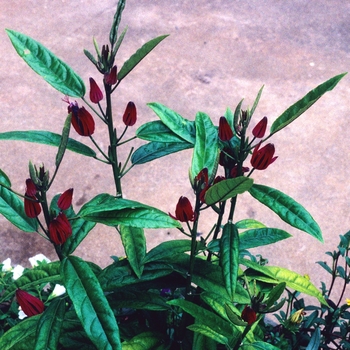 Pavonia multiflora '' (004566)