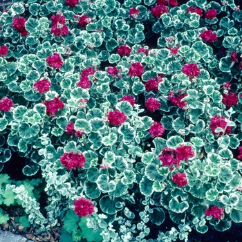 Pelargonium x hortorum 'Caroline Schmidt' (004569)