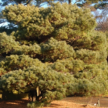 Pinus strobus 'Nana' (004666)