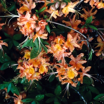 Rhododendron flammeum (speciosum) '' (004773)