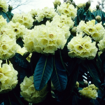 Rhododendron macabeanum '' (004780)