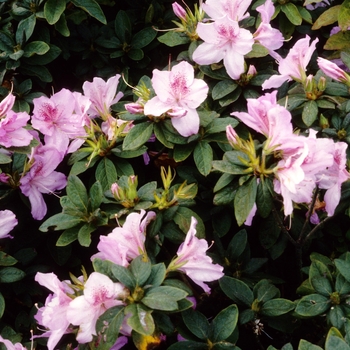 Rhododendron mucronulatum '' (004782)