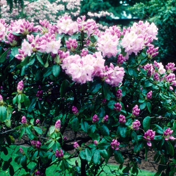 Rhododendron Dexter hybrid 'Scintillation' (004785)