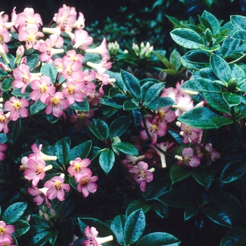 Rhododendron vaseyi '' (004787)