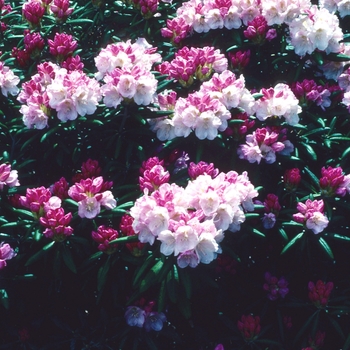 Rhododendron yakushimanum '' (004788)