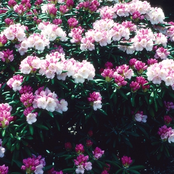 Rhododendron yakushimanum '' (004789)