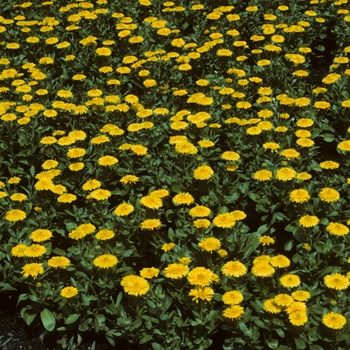 Calendula officinalis 'Bon Bon Yellow' (004951)