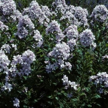 Campanula lactiflora 'Loddon Anna' (005004)