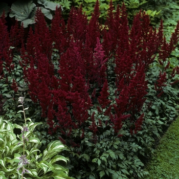 Astilbe japonica 'Montgomery' (005052)