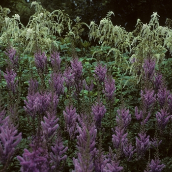 Astilbe chinensis var. taquetii 'Purple Lance' (005058)