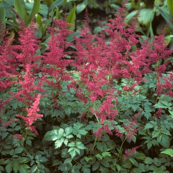 Astilbe x arendsii 'Spinell' (005080)