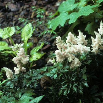 Astilbe x arendsii 'Sister Theresa' (005088)
