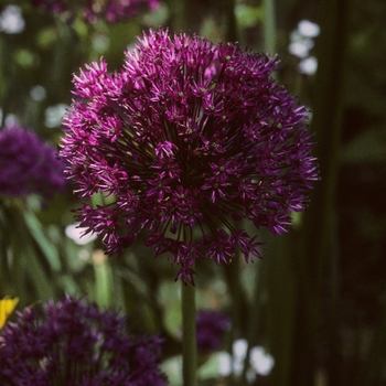 Allium aflatunense 'Purple Sensation' (005122)