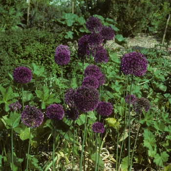 Allium aflatunense 'Purple Sensation' (005123)
