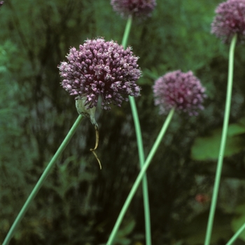 Allium ampeloprasum '' (005124)