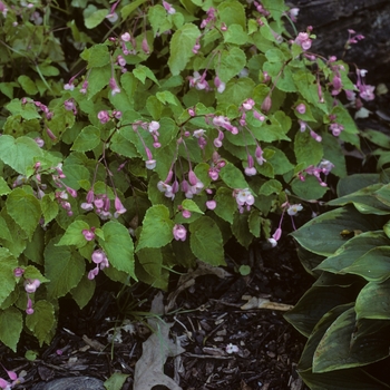 Begonia grandis '' (005248)