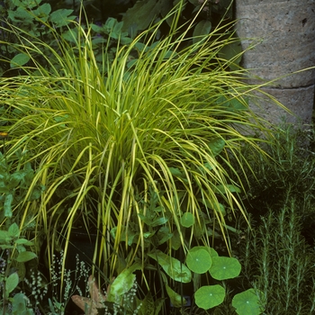 Carex elata 'Bowles Golden' (005378)
