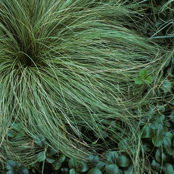 Carex albula 'Frosted Curls' (005396)
