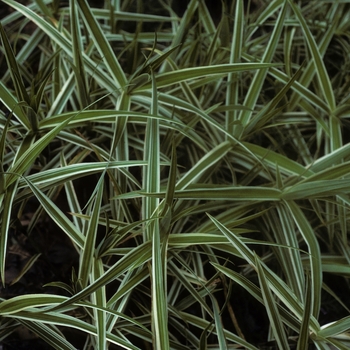 Carex phyllocephela 'Sparkler' (005402)