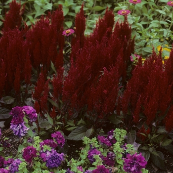 Celosia argentea plumosa Century 'Red' (005453)