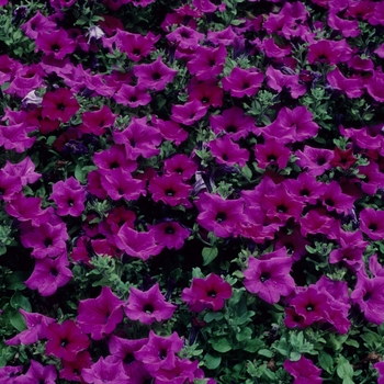 Petunia Surfinia® 'Purple (Brilliant Pink)' (005458)