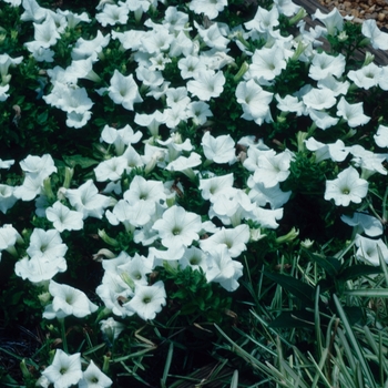 Petunia Surfinia® 'White Improved' (005462)
