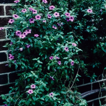 Petunia integrifolia '' (005477)