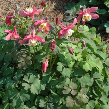 Aquilegia 'Spring Magic Rose & Ivory' (005500)