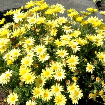 Argyranthemum 'Sunlight' (005506)