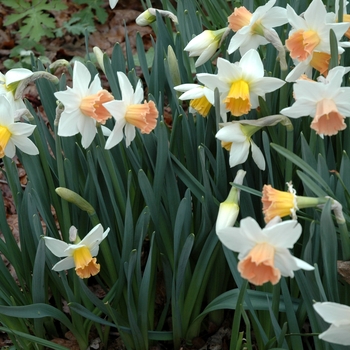 Narcissus 'Accent' (005527)