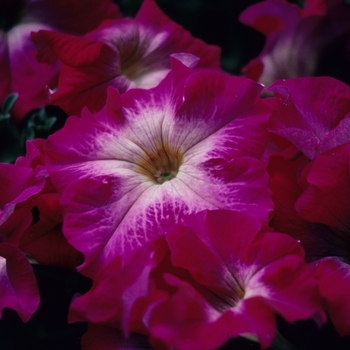 Petunia 'Prism Rose Halo' (005668)