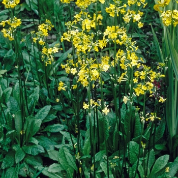 Primula heladoxa '' (005734)