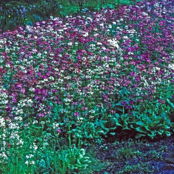 Primula japonica '' (005739)