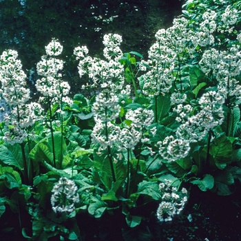 Primula japonica 'Potsford White' (005743)