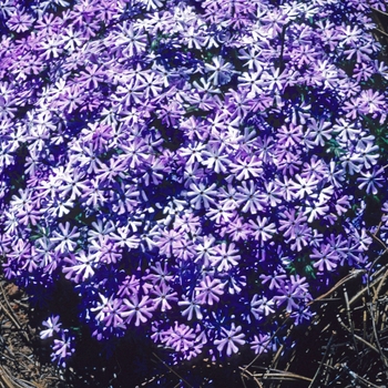 Phlox bifida 'Eco Lavender' (005807)